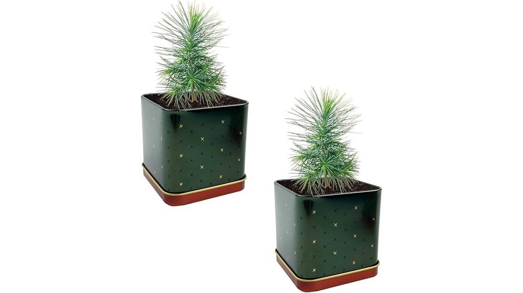 holiday spruce grow kit