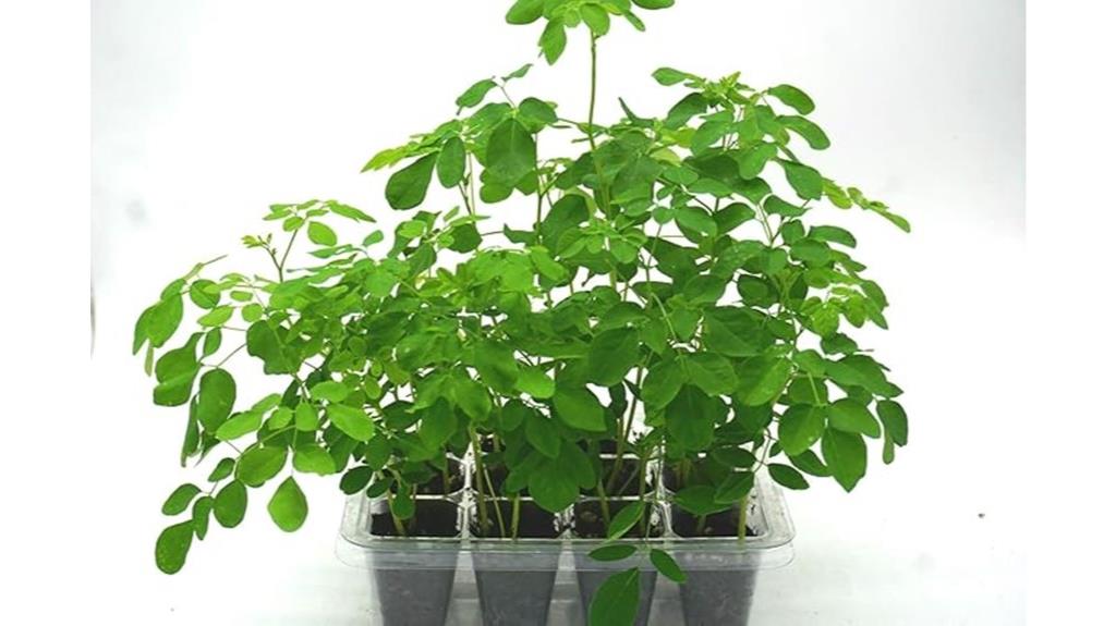indoor organic moringa grow kit