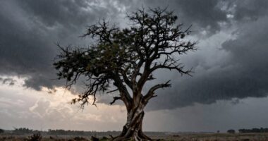 perseverance through adversity